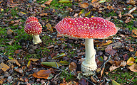 Fly Agaric (Amanita muscaria)